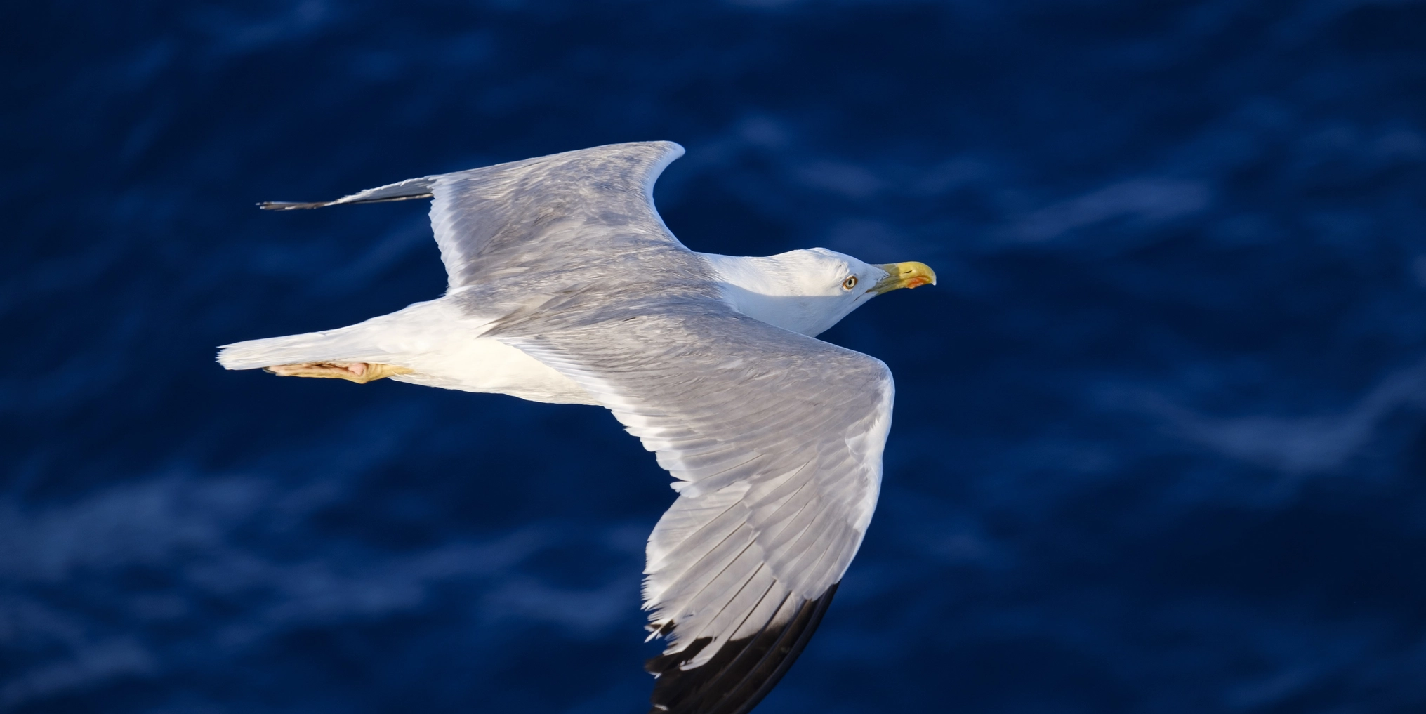 Bru No Seagull 3491310